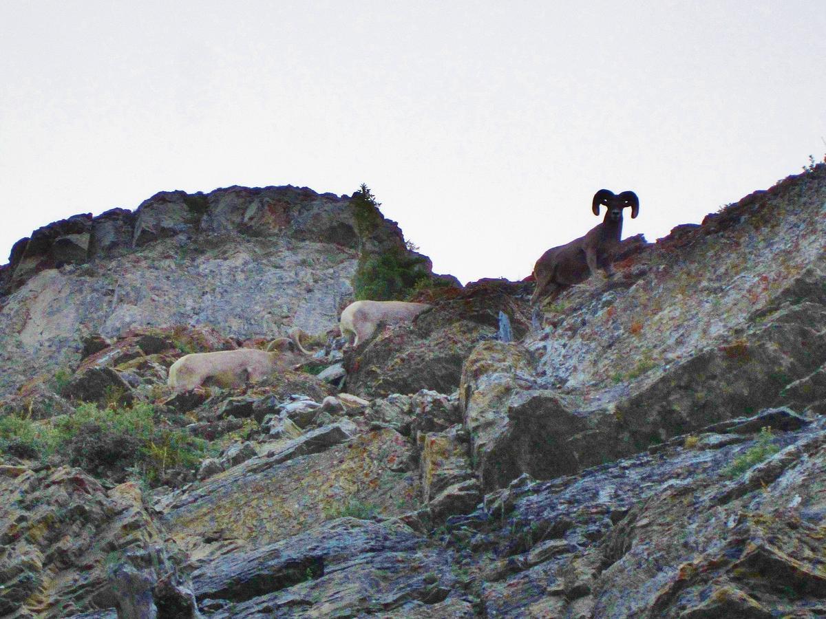 Dancing Bears Inn East Glacier Park Village Luaran gambar